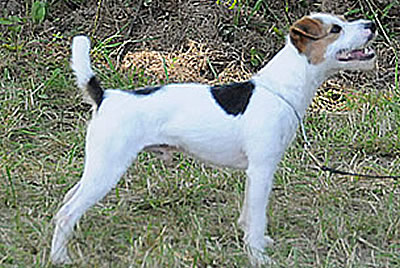 Canis Major Smuggler